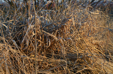 close up of dry grass in winter
