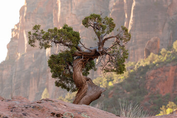 A gnarled juniper tree grows from atop a large red sandstone boulder with the rugged cliffs of Zion Nat. Park, Ut. USA catching the first rays of morning light in the background.