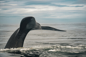 Obraz premium Sea Life Photography: Whale Tail Dive