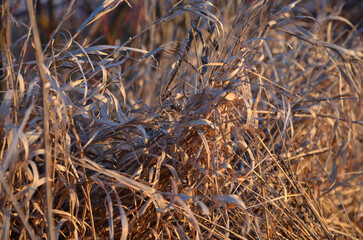 Fototapeta premium close up of straw