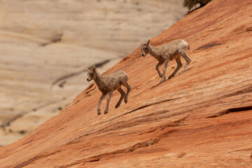 Two Desert Bighorn lambs descend a steep red sandstone mountainside in Zion National Park Utah USA on a sunny spring day with a white sandstone cliff in the distance.