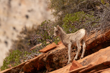 A baby Desert Bighorn Sheep stands on a steep red slickrock slope in the east side of Zion Nat. Park, Ut. USA on a sunny spring day with manzanita bushes and a pale colored cliff in the background.