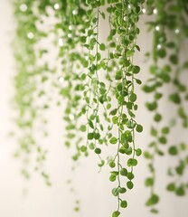 Lush Green Hanging Plants