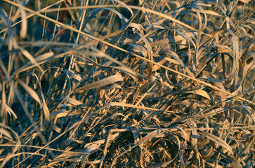 close up of dry grass in winter
