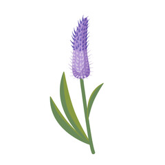 Fototapeta premium Purple celosia flower on a white background. Spring bloom. Isolated vector illustration.
