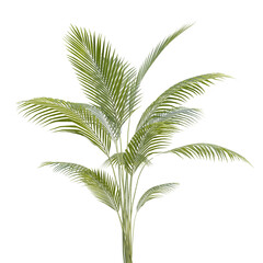 Summer Tropical palm leaves. Exotic palms tree. Transparent Background.	