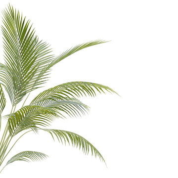Summer Tropical palm leaves. Exotic palms tree. Transparent Background.	