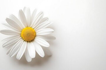 Obraz premium Classic white daisy with a yellow center, crisp and fresh over a solid white background.