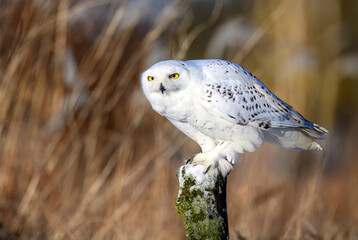 Snowy owl ( bubo scandiacus ) close up