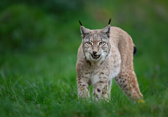 Eurasian lynx ( Lynx lynx ) close up
