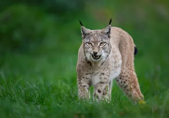 Photo sur Plexiglas Eurasian lynx ( Lynx lynx ) close up