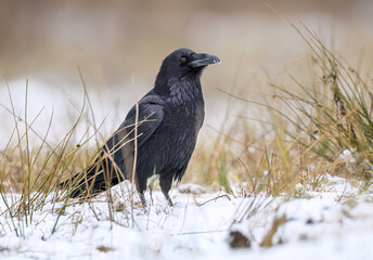 Raven bird ( Corvus corax ) close up