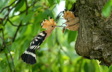Eurasian hoopoe bird in early morning light ( Upupa epops )