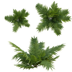 Beautiful garden plant	
