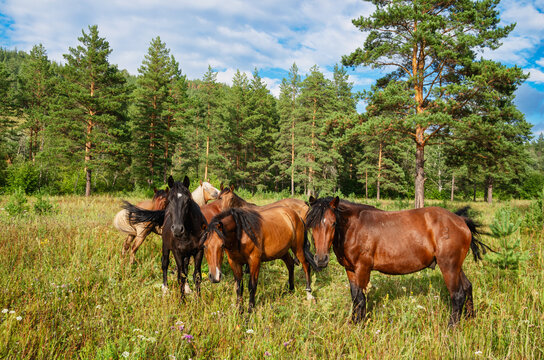 Southern Urals, a herd of horses in a meadow near a pine forest in summer.