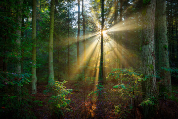 Obraz premium Beautiful sunny morning in green forest