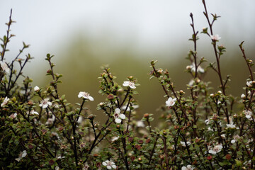 New Zealand native manuka flowers at Bluff, Southland. Textured nature background image with soft, warm greens.