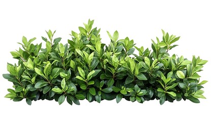 Obraz premium Lush Green Foliage Tropical Leaves Bush Greenery Plant Border