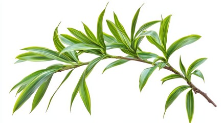 Obraz premium A branch of Dracaena plant on a white background