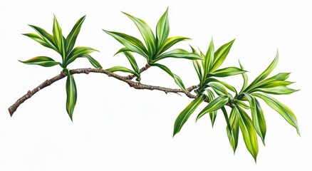Fototapeta premium A branch of Dracaena plant on a white background