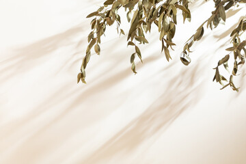 Horizontal blank warm lighting background. Blank wallpaper with leaf foreground. White background surface. Light and Shadow wallpaper. Space for text. Backdrop. Studio photography. Sunshine. 
