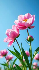 Fototapeta premium Gentle pink peonies unfold against a vast blue sky, flowers, pink peonies
