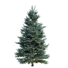 Pine and fur trees isolated on a transparent background	
