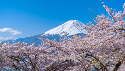 桜と富士山