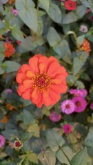 red and yellow flowers.