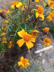 yellow flowers in the garden
