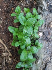 mint and flowers beautiful image