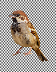 a Sparrow with Rich Brown and White Feather Markings on transparent background, png, psd
