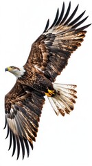 Obraz premium A majestic eagle soaring with its wings fully extended against a white background.