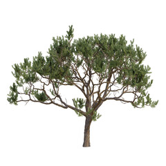 Obraz premium Pine and fur trees isolated on a transparent background 