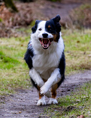 Tri-color dog baring teeth mid-run on a forest path, capturing an intense, dynamic moment.
