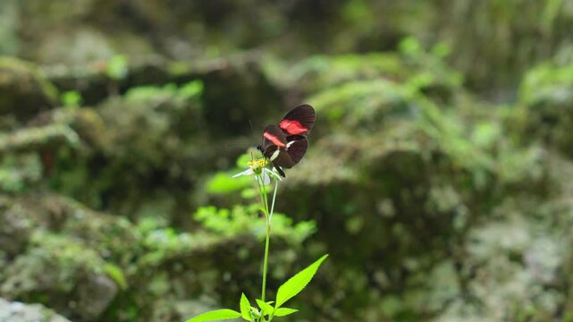 A beautiful Adelpha iphicleola butterfly delicately flapping its wings as it perches on a vibrant green flower. Tikal National park, Guatemala. Slow motion. Static shot