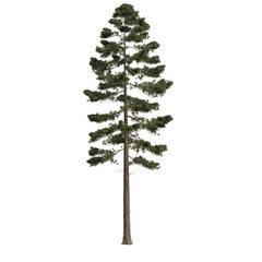 Pine and fur trees isolated on a transparent background	
