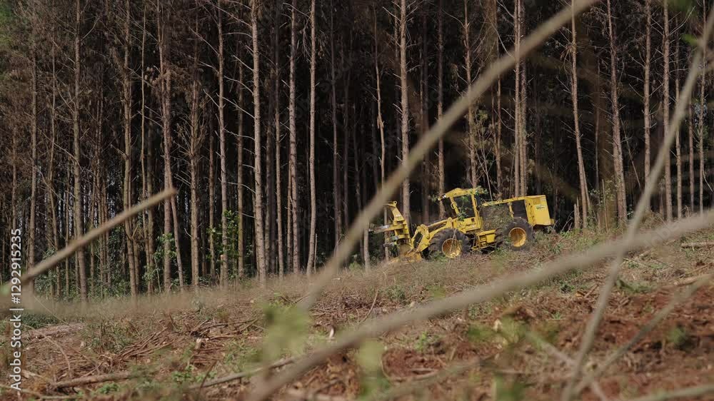 Poster yellow tractor parked within tall rows of trees in a neatly planted forest environment.