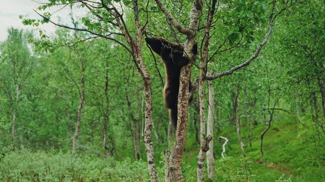 Wild wolverine climbing on a tree searching for food in its natural habitat.