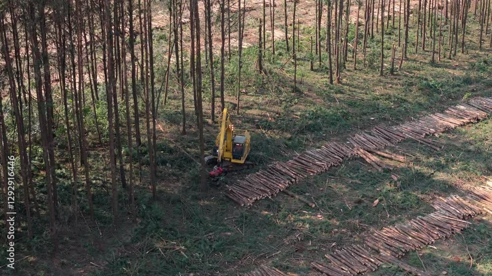 Poster mechanical logging machine among tall trees working on cutting down logs in the middle of the forest