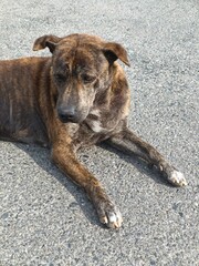 Fototapeta premium A stray dog, not very clean, black with orange stripes, lying on the concrete floor, exposed to weak sunlight.