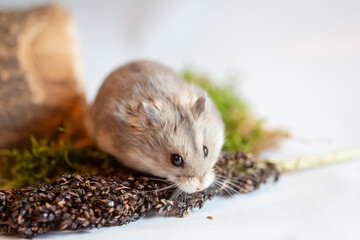 Fluffy campbell hamster in a studio, chewing on a food