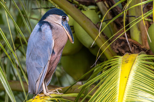 Boat-billed heron (Cochlearius cochlearius, colloquially known as the boatbill). Rio Grande de Tarcoles (Tarcoles River), Costa Rica. Selective focus on bird's eye