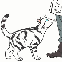 Obraz premium Realistic full-body American Shorthair cat on a white background