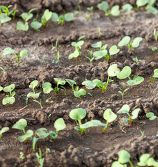 A field of green plants with dirt in between