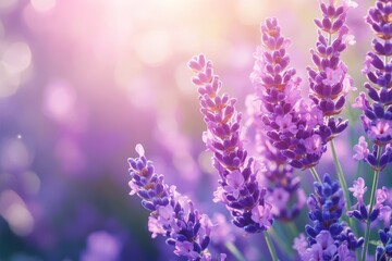 Fototapeta premium Spring lavender blossoms in sunlight lilac blooms zoomed in Gorgeous natural scenery with a wide perspective Hello spring Long banner