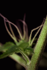 Macro photography of a cannabis plant showcasing its intricate details, vibrant colors, natural texture, and fresh trichomes. Ideal for medical, recreational, botanical, and promotional content. 