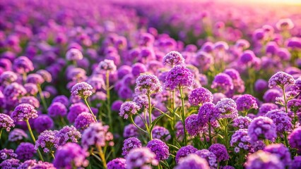 Fototapeta premium Aerial View of Purple Lilac Alyssum Flower Field - Drone Photography