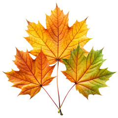 Fototapeta premium autumn maple leaves