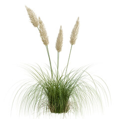 Fototapeta premium Beautiful garden plant 